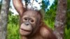 Rescatando animales salvajes en 3D
