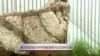 澳大利亚迷失羊申请最重剪毛吉尼斯记录