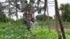 Cambodian Farmers Prosper by Going Organic