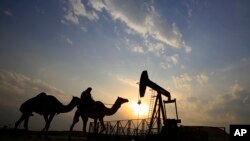 Pengendara unta melewati ladang minyak di padang pasir di Bahrain. Harga minyak sempat menyentuh level tertinggi dalam dua bulan terakhir karena penurunan produksi AS dan kemungkinan AS menerapkan sanksi kepada Venezuela.
(Foto:dok)