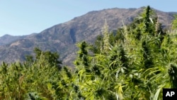 Des plants de cannabis dans le village marocain de Bni Hmed, au nord du pays, le 14 septembre 2014.