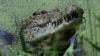 Serangan Fatal Meningkat, Warga Australia Diminta Waspada Terhadap Buaya