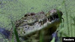 Buaya di peternakan di Darwin, Australia. (Foto: Dok)
