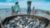 Mencegah Stunting pada Anak dengan Gemar Makan Ikan