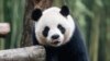 Hong Kong Sambut Hadiah Panda Raksasa dari Beijing
