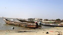 Les Sénégalais se méfient du poisson depuis l’apparition d’une mystérieuse maladie