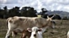 Ranchers take advantage of the wide open spaces of the west to give their cattle room to graze but that also makes things easier for thieves.