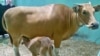 Taman Safari Pasuruan Sukses Kawinkan Sapi Bali dengan Banteng Jawa