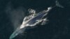 Scientists Get First-Ever Measure of Blue Whale Heart Rate