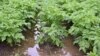 How to Garden When You Have Too Much Water 