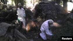 Petugas Departemen Kesehatan Publik California memeriksa tanah di lokasi perkemahan Crane Flat di Taman Nasional Yosemite, 14 Agustus 2015.