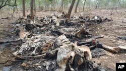 The carcasses of elephants slaughtered by poachers are seen in Boubou Ndjida National Park, Cameroon, February 2012.