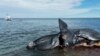 Algas tóxicas causaron la muerte de 30 ballenas en Argentina