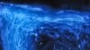 'Creatures of Light' Glow in New Exhibit 