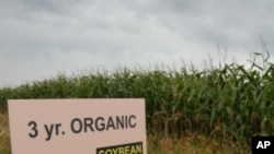 A new study shows organic crops typically yield less than those raised with artificial fertilizers and pesticides.