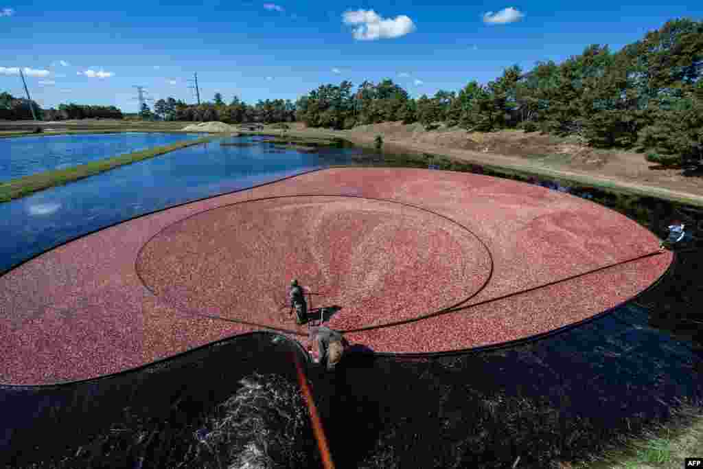 Farmworkers harvest cranberries at the Weston Cranberry Corporation Farm in Carver, Massachusetts, Oct. 8, 2024.