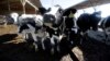 Activists Push to Limit Antibiotic Use in Livestock 