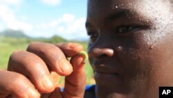 A woman holds an army worm she found feeding on her maize crop at a Farm on the outskirts of Harare, Zimbabwe, Feb. 14, 2017.
