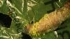 นักวิจัยสเปนหวังใช้หนอน "Wax Worm" ช่วยกำจัดขยะพลาสติกทั่วโลก