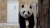 Llegan a Qatar dos pandas regalados por China por el Mundial