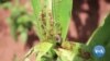ដង្កូវ Armyworm វាយ​ប្រហារ​លើ​សន្តិសុខ​ស្បៀង​ប្រទេស​ម៉ាឡាវី។ កសិករ​និយាយ​ថា ថ្នាំ​សម្លាប់​សត្វ​ល្អិត​ដែល​កសិករ​ប្រើ មិន​គ្រប់​គ្រាន់​ទេ។