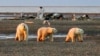 Scientists Decry Arctic Oil Expansion in Letter to US Senators