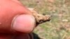 Protection Sought for Snail Near Nevada Lithium Mine
