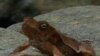A fungus spread by the trade in amphibians has led to the extinction of about 120 species of frogs around the world.