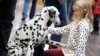 New Study Suggests Dogs May Be Smarter than Cats
