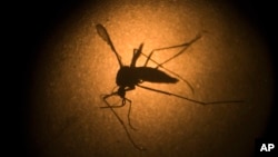 FILE - An Aedes aegypti mosquito known to carry the Zika virus, is photographed through a microscope in Brazil, Jan. 27, 2016. Angola announced its first two cases of the virus Wednesday.