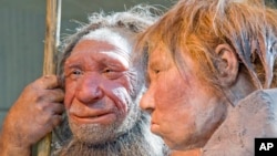 FILE - Prehistoric Neanderthal man (L) visits for the first time another reconstruction of a homo neanderthalensis called "Wilma" (R), at the Neanderthal museum in Mettmann, Germany.
