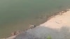 Mayat-mayat tampak mengambang di Sungai Gangga di Uttar Pradesh, India Selasa (11/5).