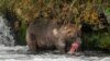 Alaska Worries for Its Salmon Run as Climate Change Warms Arctic Waters