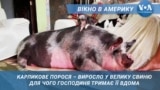 Поросята – психотерапевти. Вікно в Америку