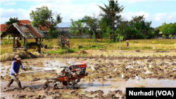 Seorang petani membajak sawah di Sleman, Yogyakarta. (Foto: VOA/Nurhadi)