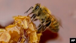 Una abeja se alimenta de miel de una colmena en una granja apícola de Colina, a las afueras de Santiago, Chile, el 17 de enero de 2021.