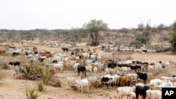 Anthrax inonzi neWHO yabata nyika shanu muAfrica.