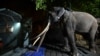 Seorang penjaga Sri Lanka membawa gajah Muthu Raja ke dalam kandang sebelum berangkat dari Kebun Binatang Dehiwala di Kolombo pada 1 Juli 2023.