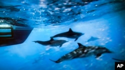 In this Oct. 15, 2014 file photo, dolphins swim along the side of a boat off the coast of San Pedro, Calif. (AP Photo/Richard Vogel)