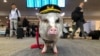 LiLou the therapy pig