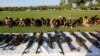 ISIS Bersiap Kembali