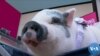 “พอร์คชอป” หมูชื่อดังขวัญใจชาวนครลอสแองเจลีส