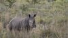 S. Africa Studys Proposal to Legalize Rhino Trade