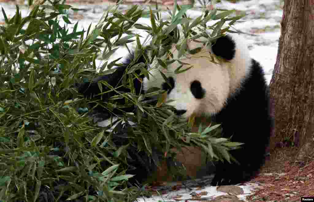 Giant panda Qing Bao sits by bamboo during his public debut at the Smithsonian's National Zoo in Washington.