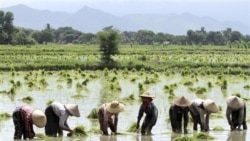 ကျေးလက်ဆင်းရဲမှု ကျဆင်းရေး