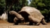 The Tortoise and the Hare