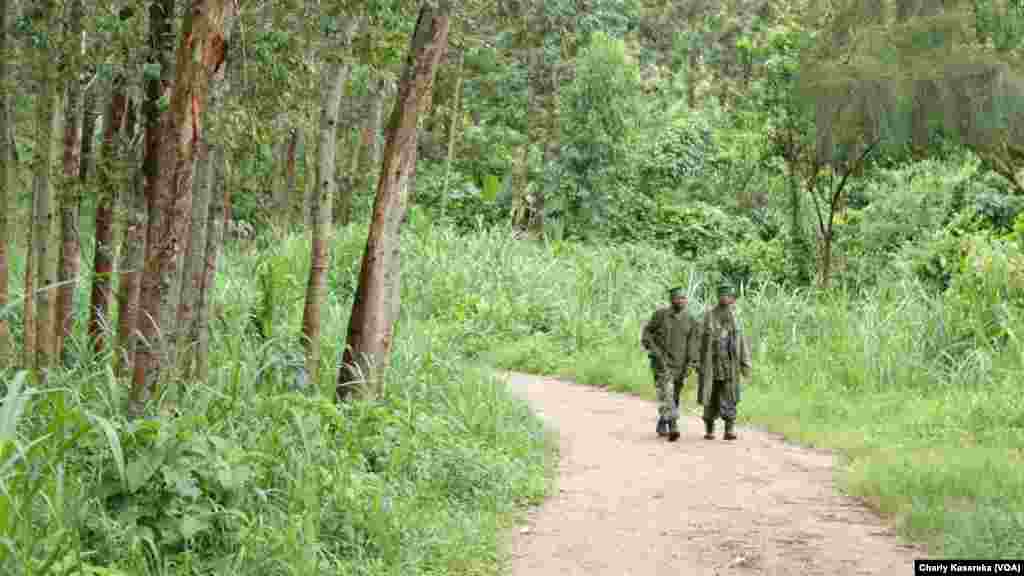 Des soldats des Forces armées de la République démocratique du Congo (Fardc) en patrouille à Oicha, Beni, 28 octobre 2015 (Charly Kasereka/VOA).