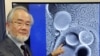 Le Nobel de médecine à un Japonais qui a exploré l'"usine de recyclage" cellulaire