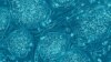 Stem Cells From Urine May Treat Human Diseases