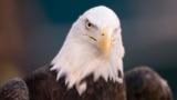 This Jan. 5, 2020, file photo shows a bald eagle in Philadelphia, Pennsylvania. (AP Photo/Chris Szagola)